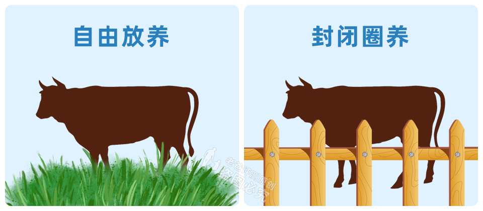 菲力、西冷、肉眼，草饲还是谷饲？牛排到底该怎么选？