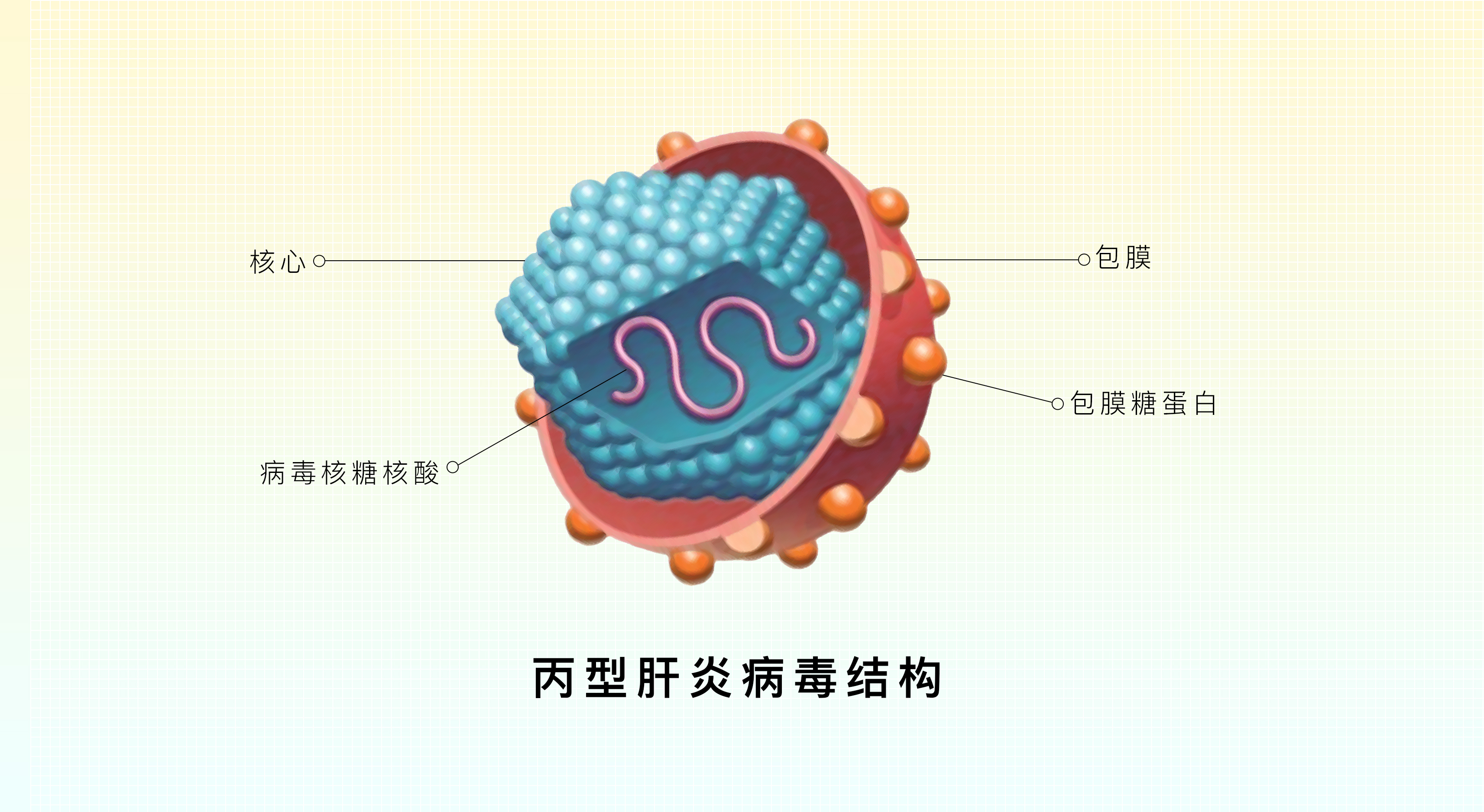 丙型肝炎病毒