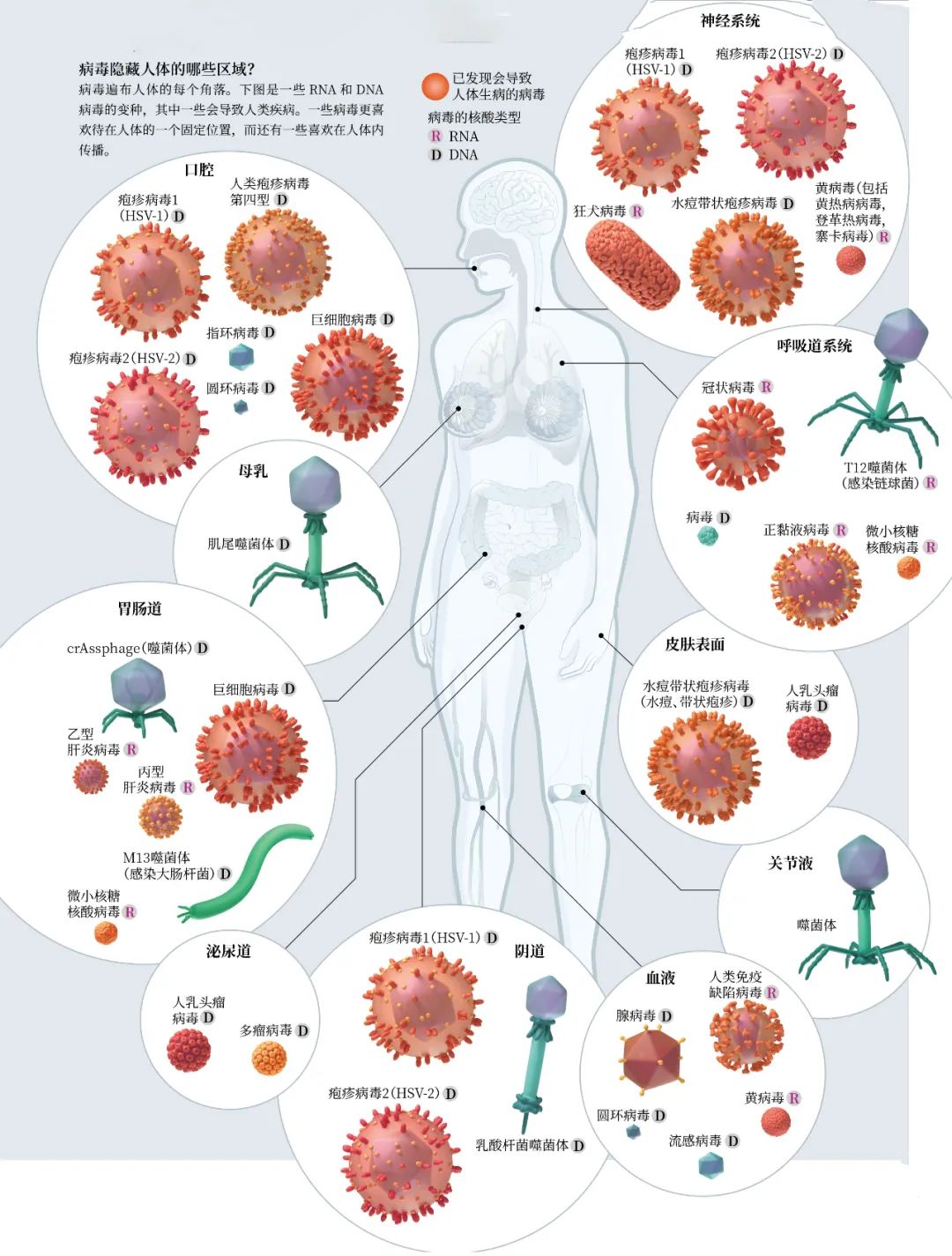 身体不同部位的病毒组会有很大不同.