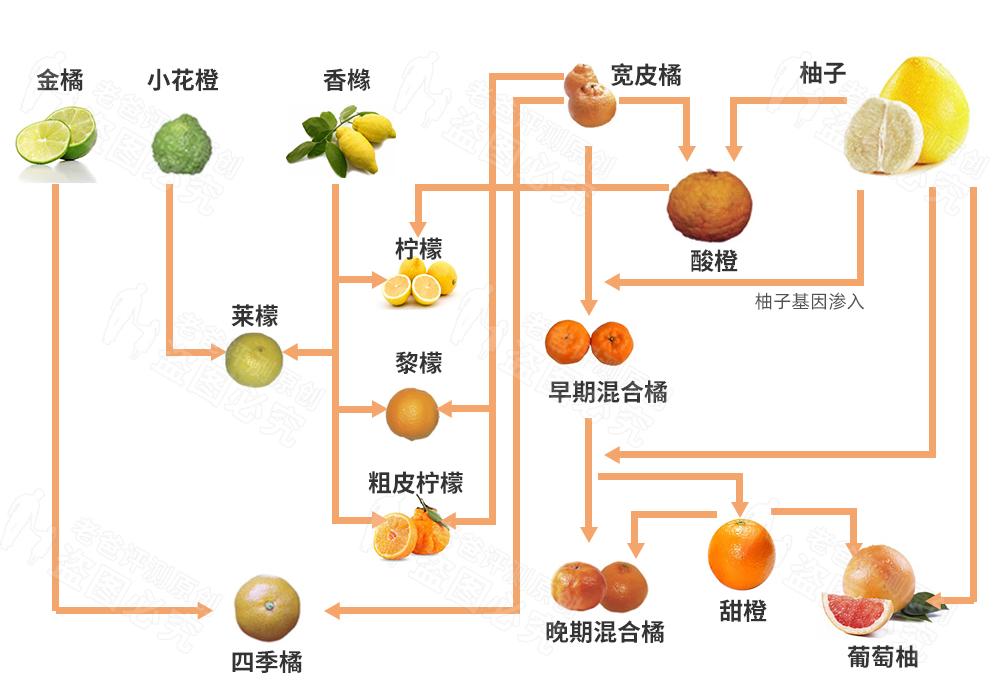 橘子家族这错综复杂的混乱私生活，堪比古希腊神话故事