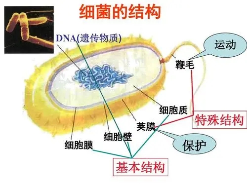 肺炎链球菌结构图图片