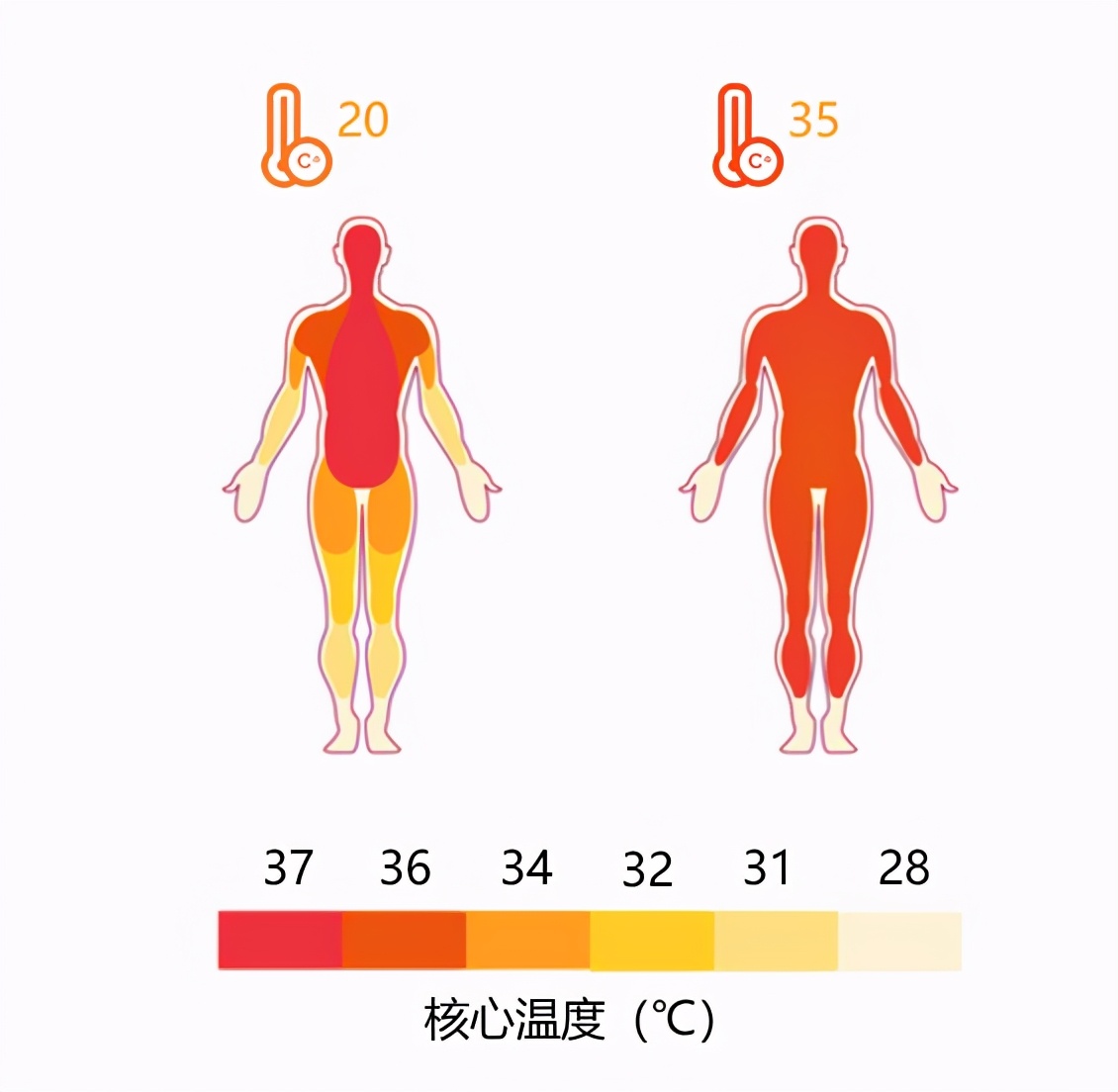 哪儿冷脂肪就会去哪儿，露出的地方更容易长肉？