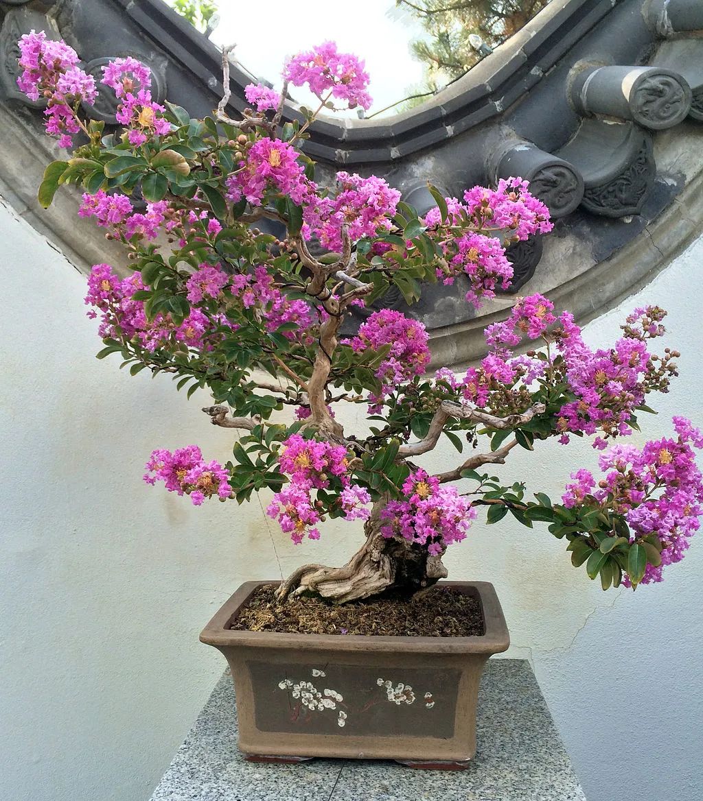 pers.再后来,大花紫薇的模式标本变成了胡