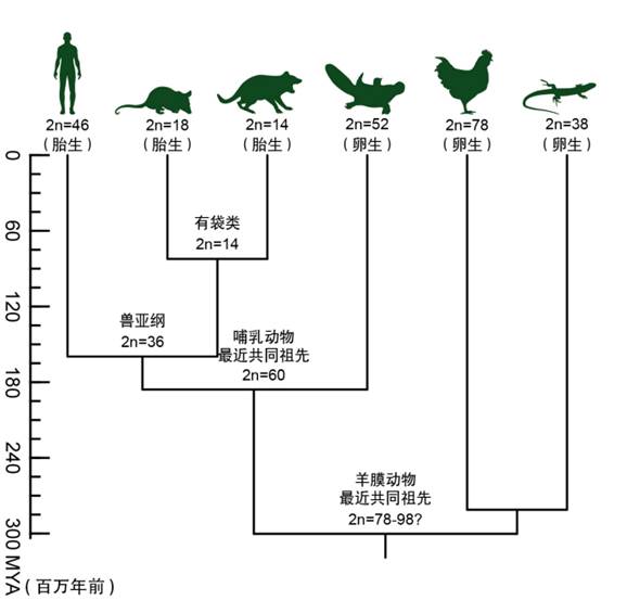 想不到1.8亿年前，人类和鸭嘴兽的关系竟然是这样…