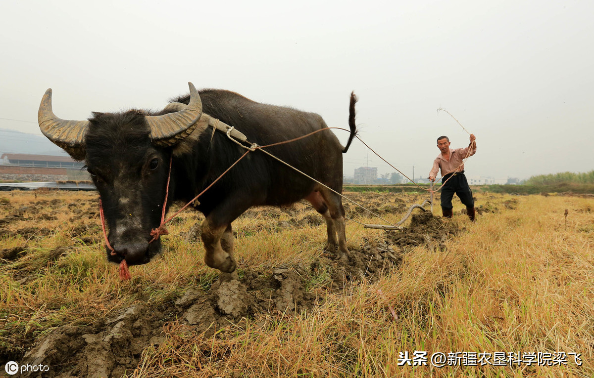 什么是犁底层？什么是土壤障碍层，什么是不良土壤结构？