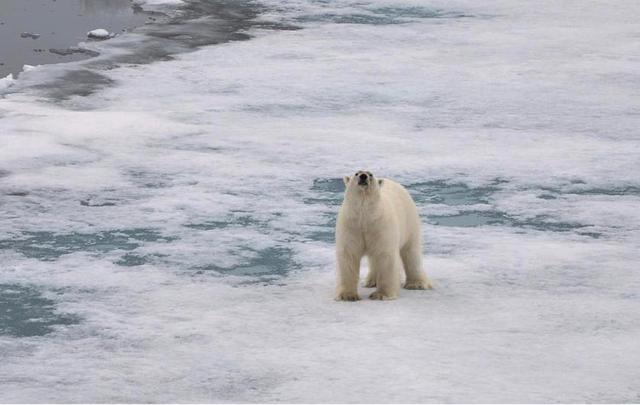 遇到霸主北极熊，你该怎么办？