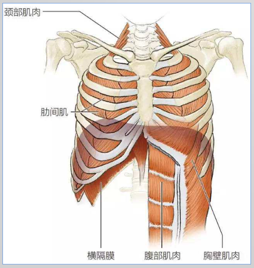 腹式呼吸又称膈式呼吸,相比胸式呼吸更容易导致肋间肌及辅助呼吸肌