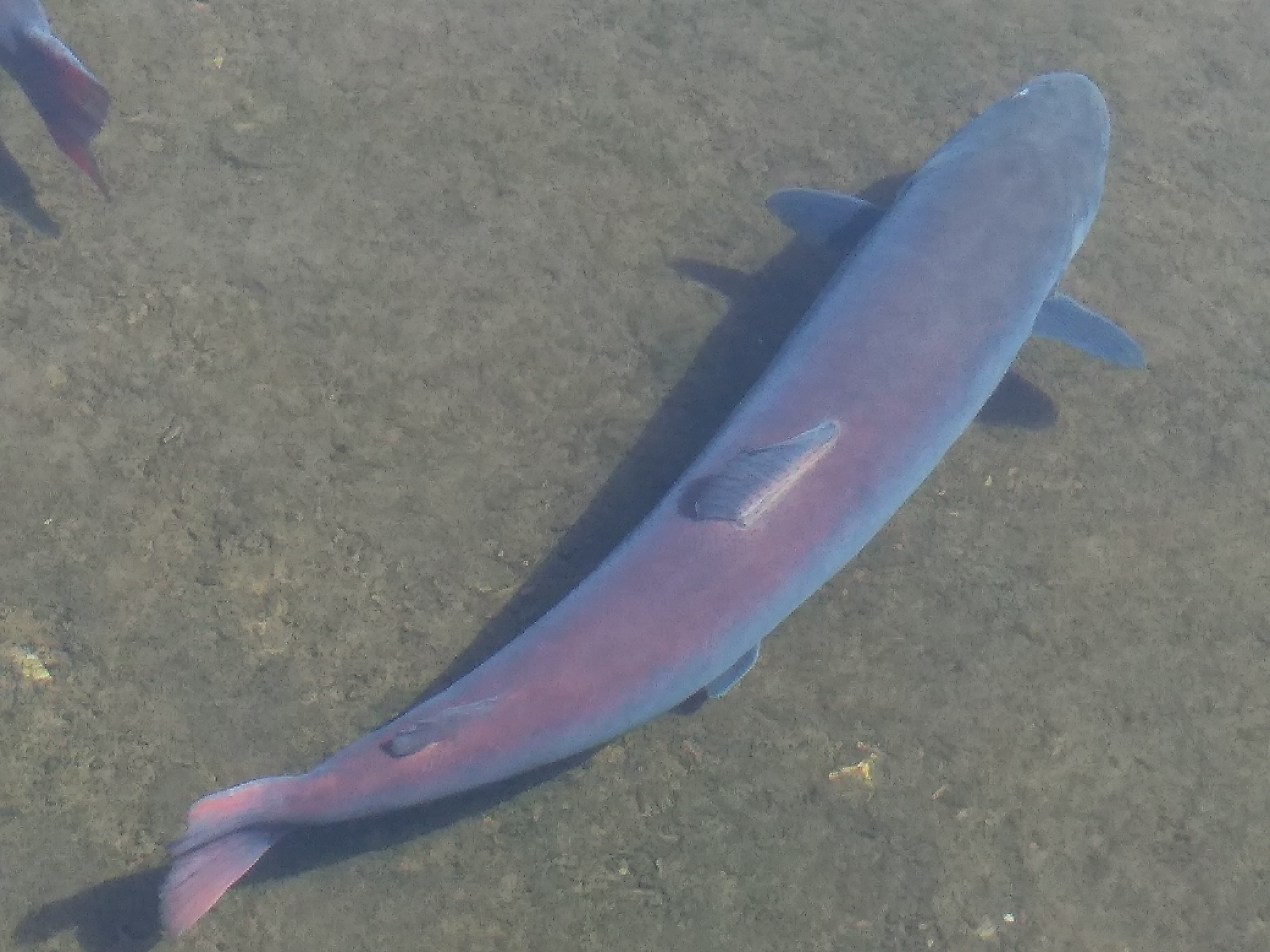 喀纳斯湖124米哲罗鲑图片