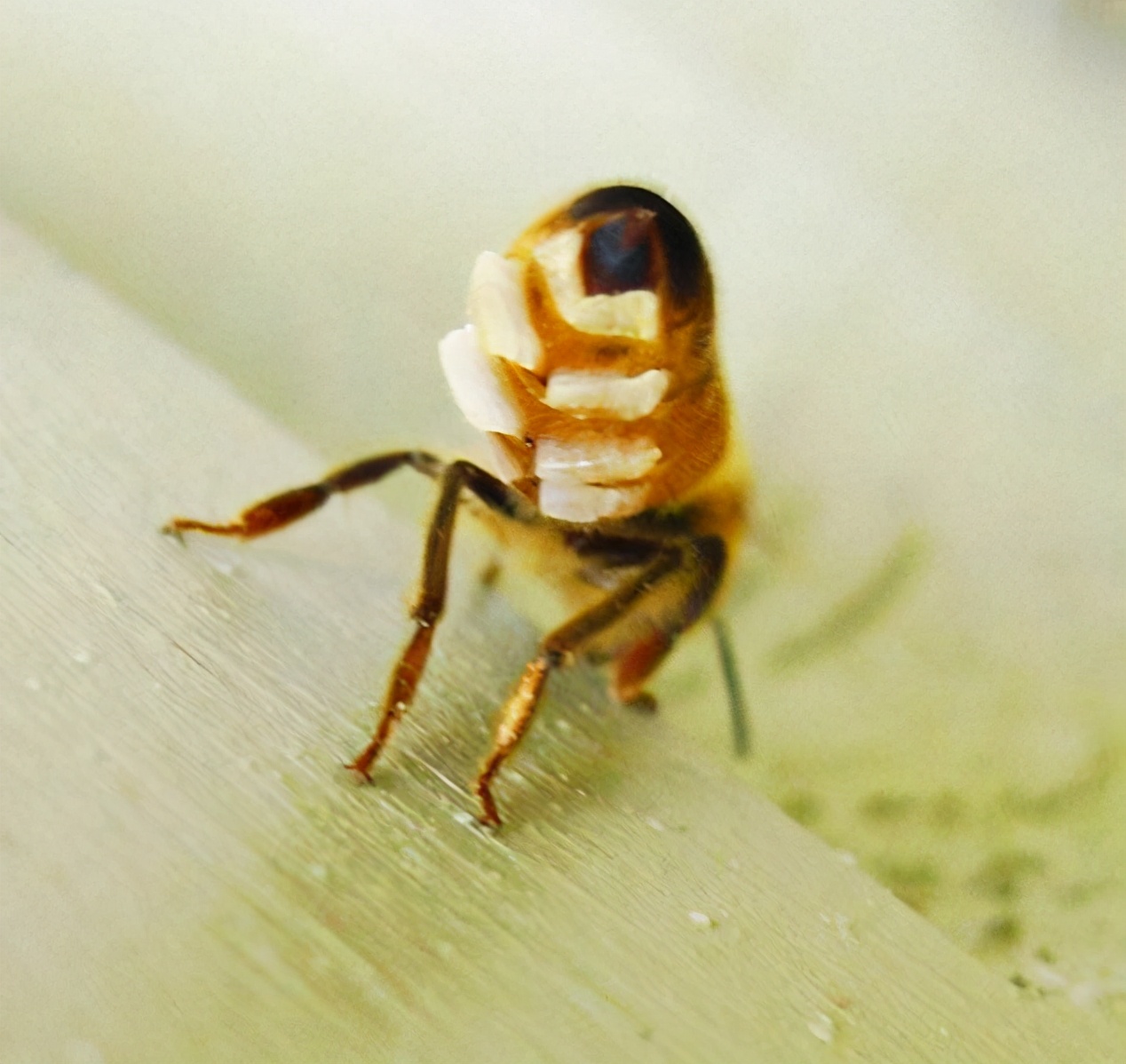 意蜂群 意大利蜂 蜜蜂笼蜂 意蜂王 蜜蜂王 蜜蜂群 活体发货-淘宝网