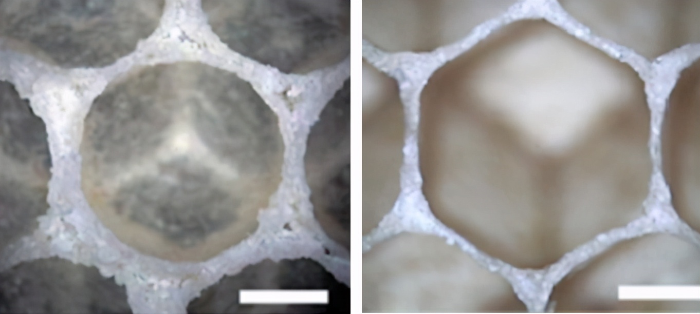 圆滚滚的蜜蜂，为何把窝造成正六边形的？