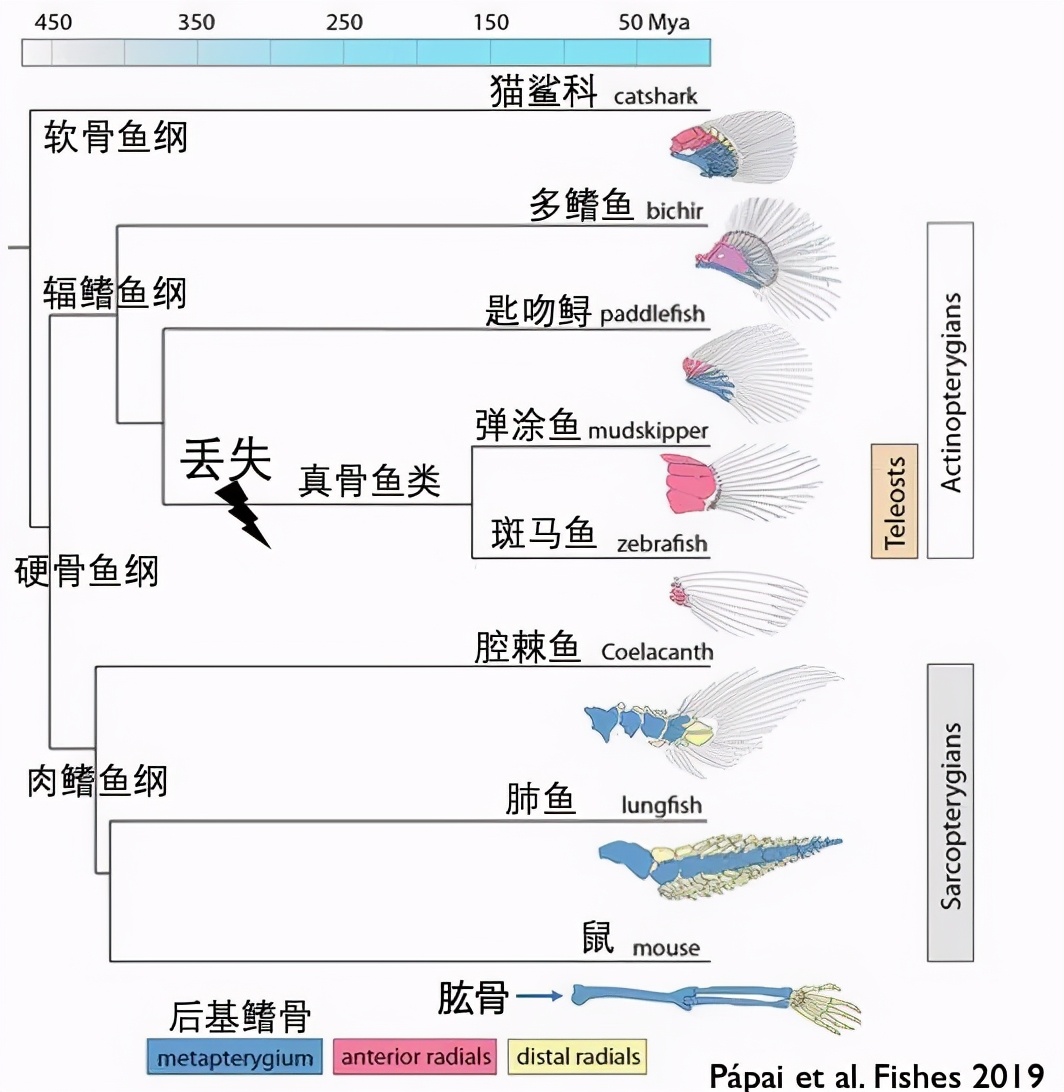 人類傳承了4億年前魚祖先的登陸絕技，新生代魚卻把它們弄丟了