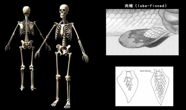 人类传承了4亿年前鱼祖先的登陆绝技，新生代鱼却把它们弄丢了