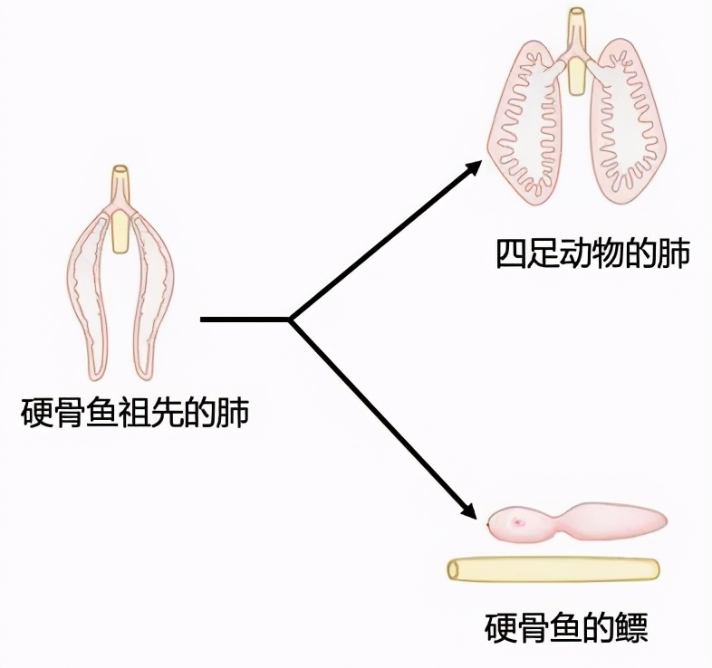 人類傳承了4億年前魚祖先的登陸絕技，新生代魚卻把它們弄丟了