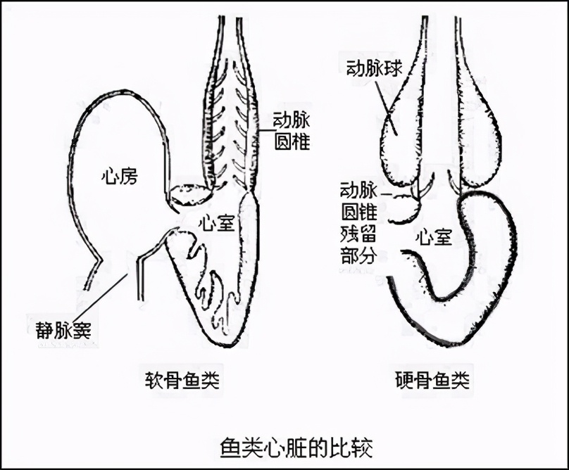 人类传承了4亿年前鱼祖先的登陆绝技，新生代鱼却把它们弄丢了