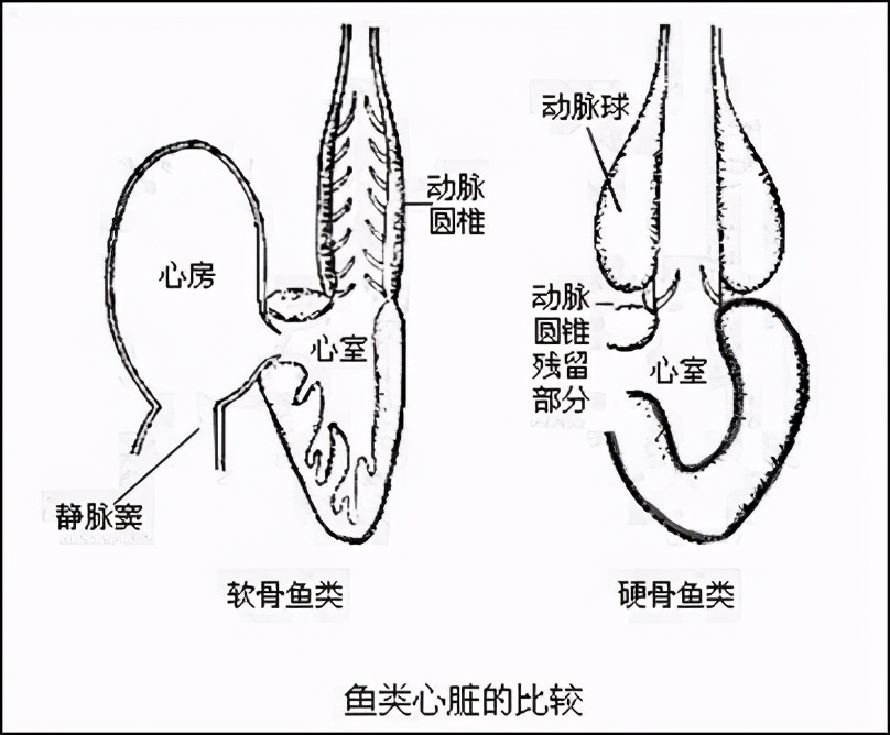 草鱼骨头结构图图片