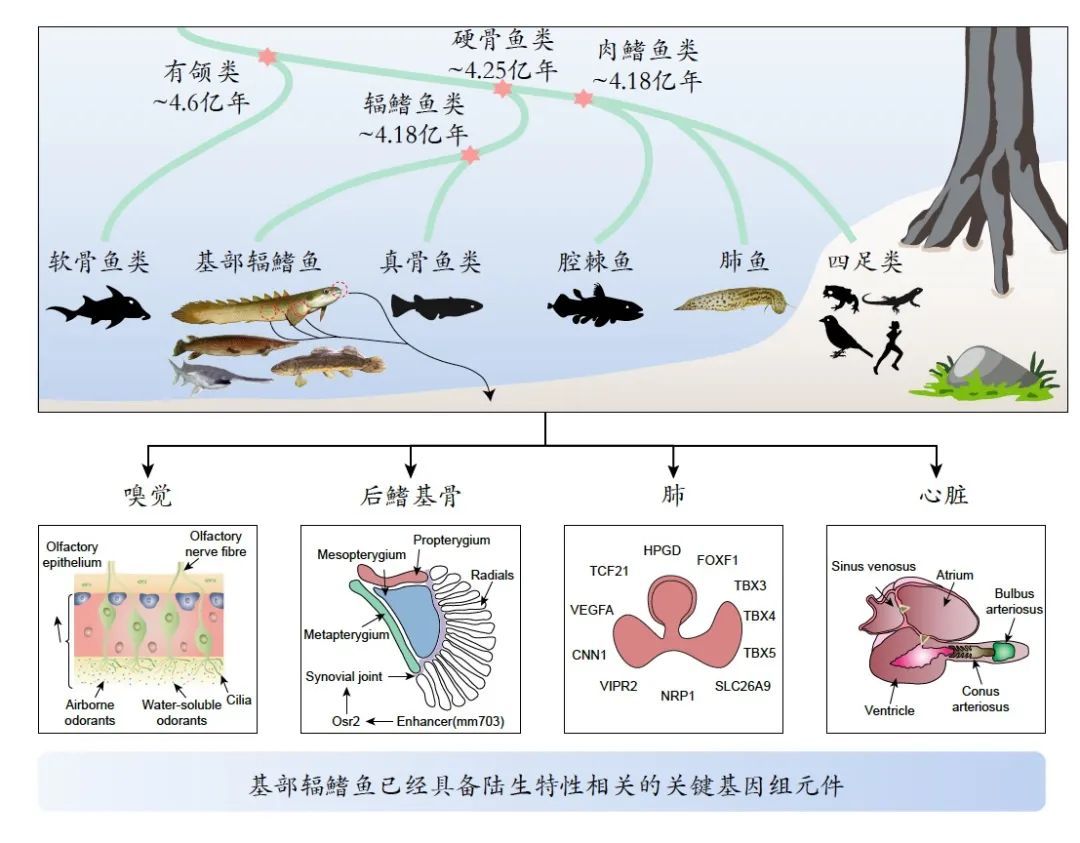 人類傳承了4億年前魚祖先的登陸絕技，新生代魚卻把它們弄丟了