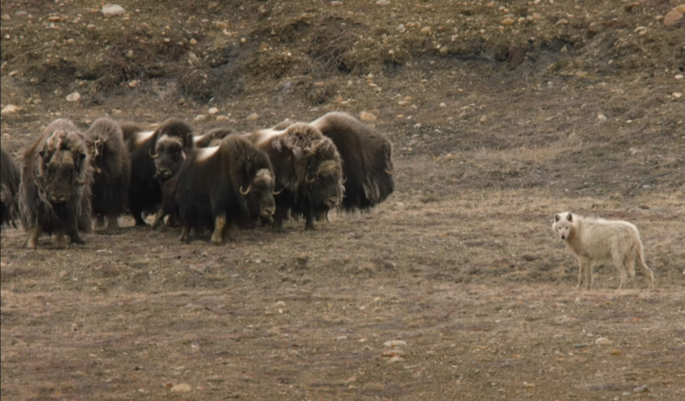 在狼群面前,呈防御姿势的麝牛群 | bbc / youtube麝牛浑身长毛的长相