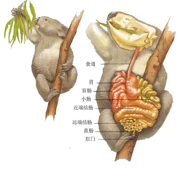 考拉有着长达2米的盲肠,盲肠里有着丰富的肠细菌,这些肠道微生物帮助