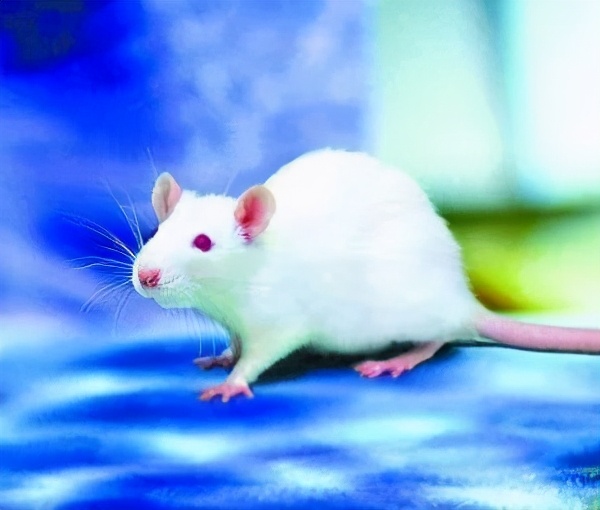 l balb/c,也就是我们通常说的小白鼠,白毛红眼,非常可爱,因为酪氨酸酶
