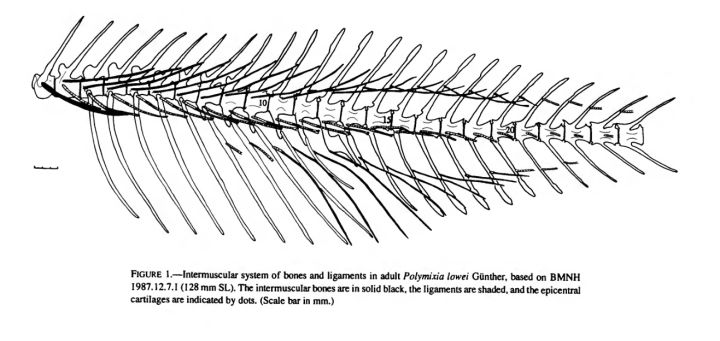 鲢鱼骨骼结构图图片
