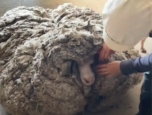 圖片