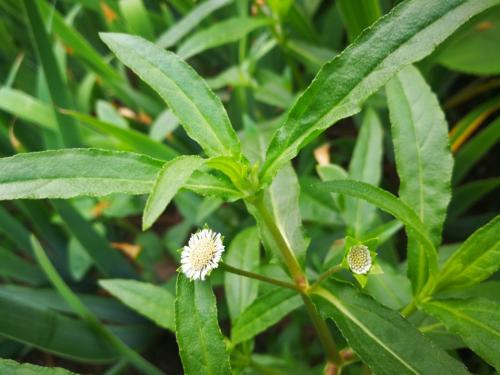 鳢肠又名墨莲草,旱莲草,止血草,属菊科鳢肠一年生草本植物