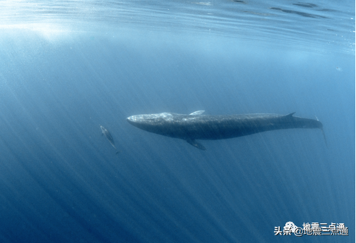 长须鲸“唱支歌”，我们就看清海底的样子啦！