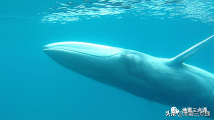 长须鲸“唱支歌”，我们就看清海底的样子啦！