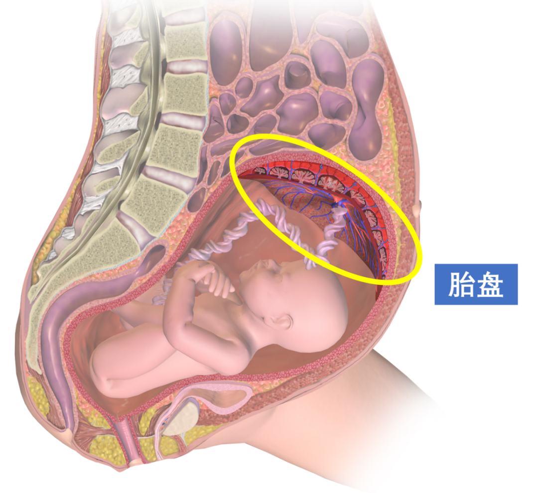 为了模拟胎盘发育，他们让干细胞“怀上了”