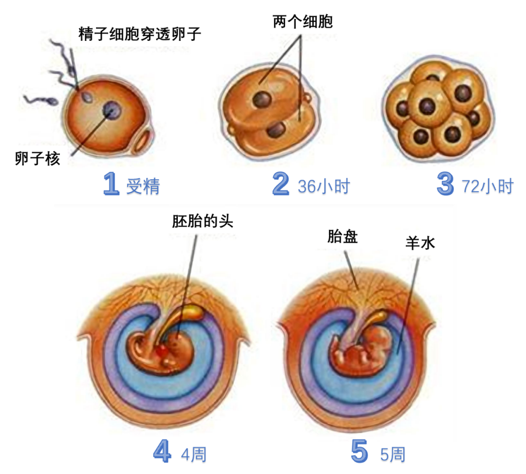 为了模拟胎盘发育，他们让干细胞“怀上了”