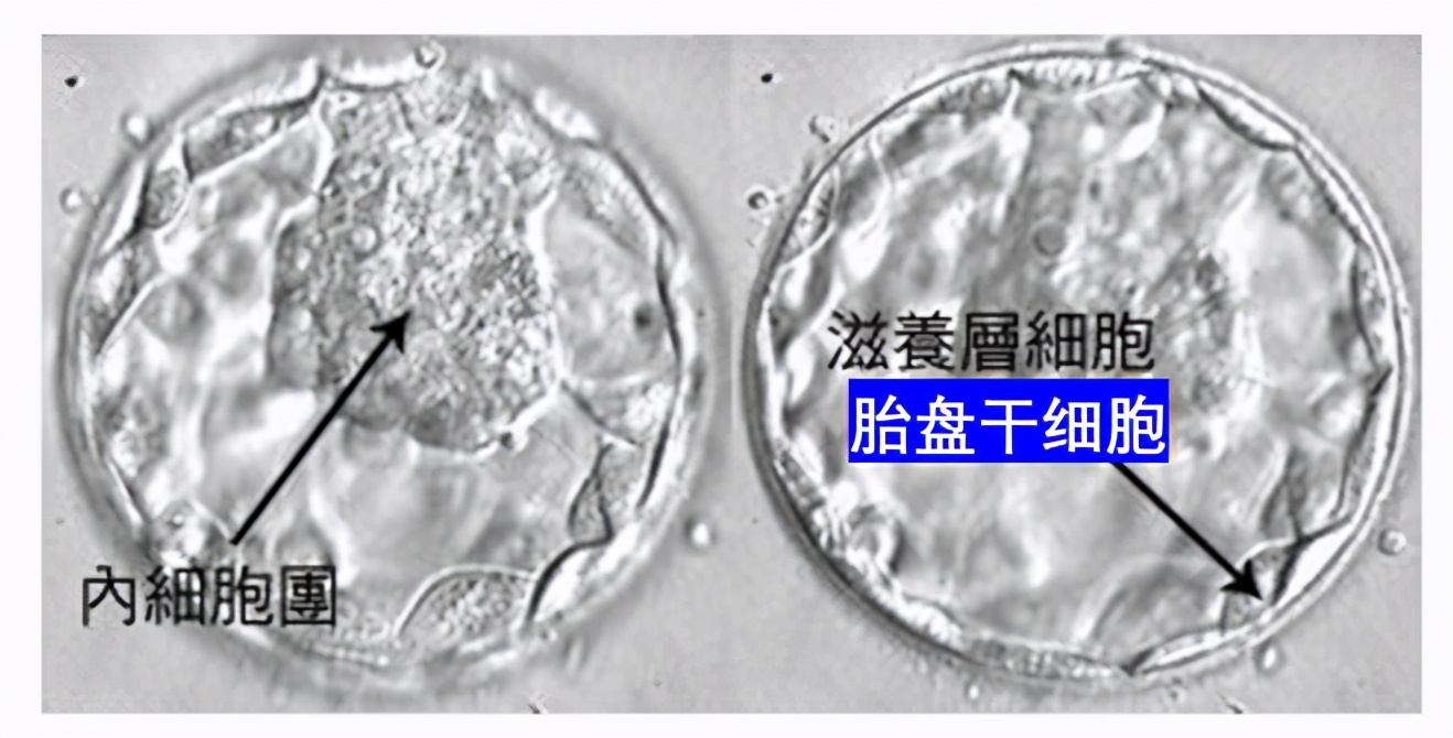 为了模拟胎盘发育，他们让干细胞“怀上了”