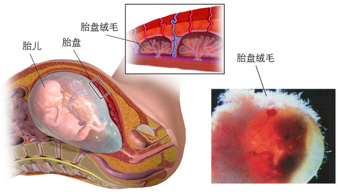 为了模拟胎盘发育，他们让干细胞“怀上了”