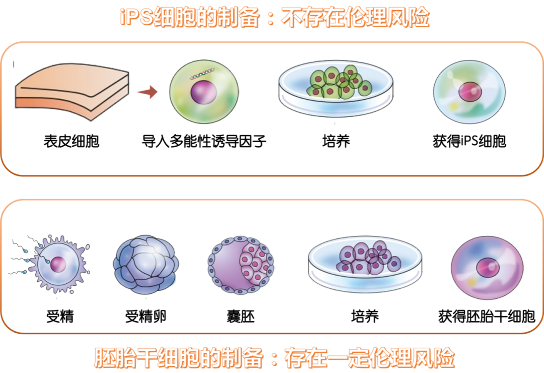 为了模拟胎盘发育，他们让干细胞“怀上了”