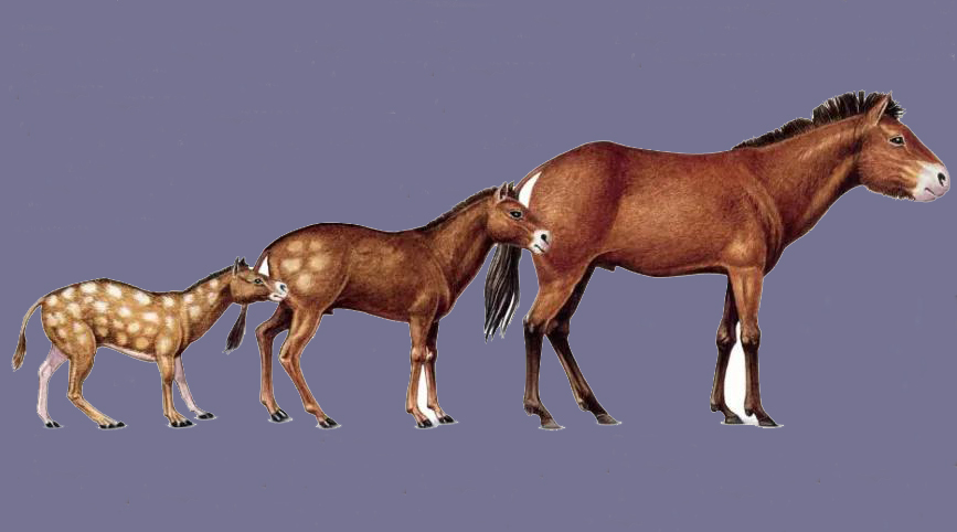 越小,终于它们进化成了一种体重只有不到20斤的小动物,这就是马的祖先