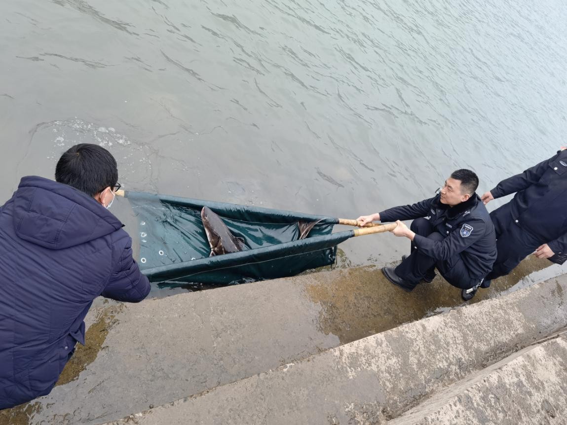 细说长江濒危保护鱼类——患难的鲟鱼一族