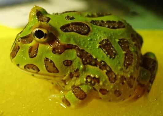 远古巨蛙——恶魔角蛙
