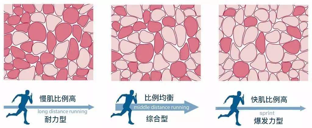 肌肉纤维 (3).jpg