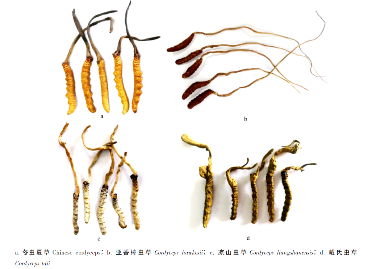 亚香棒虫草的生长环境图片