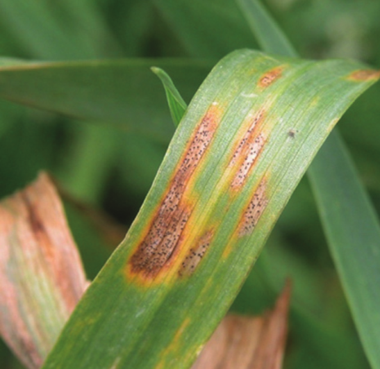 参考文献小麦壳针孢mycosphaerella graminicola是引起小麦叶枯病的