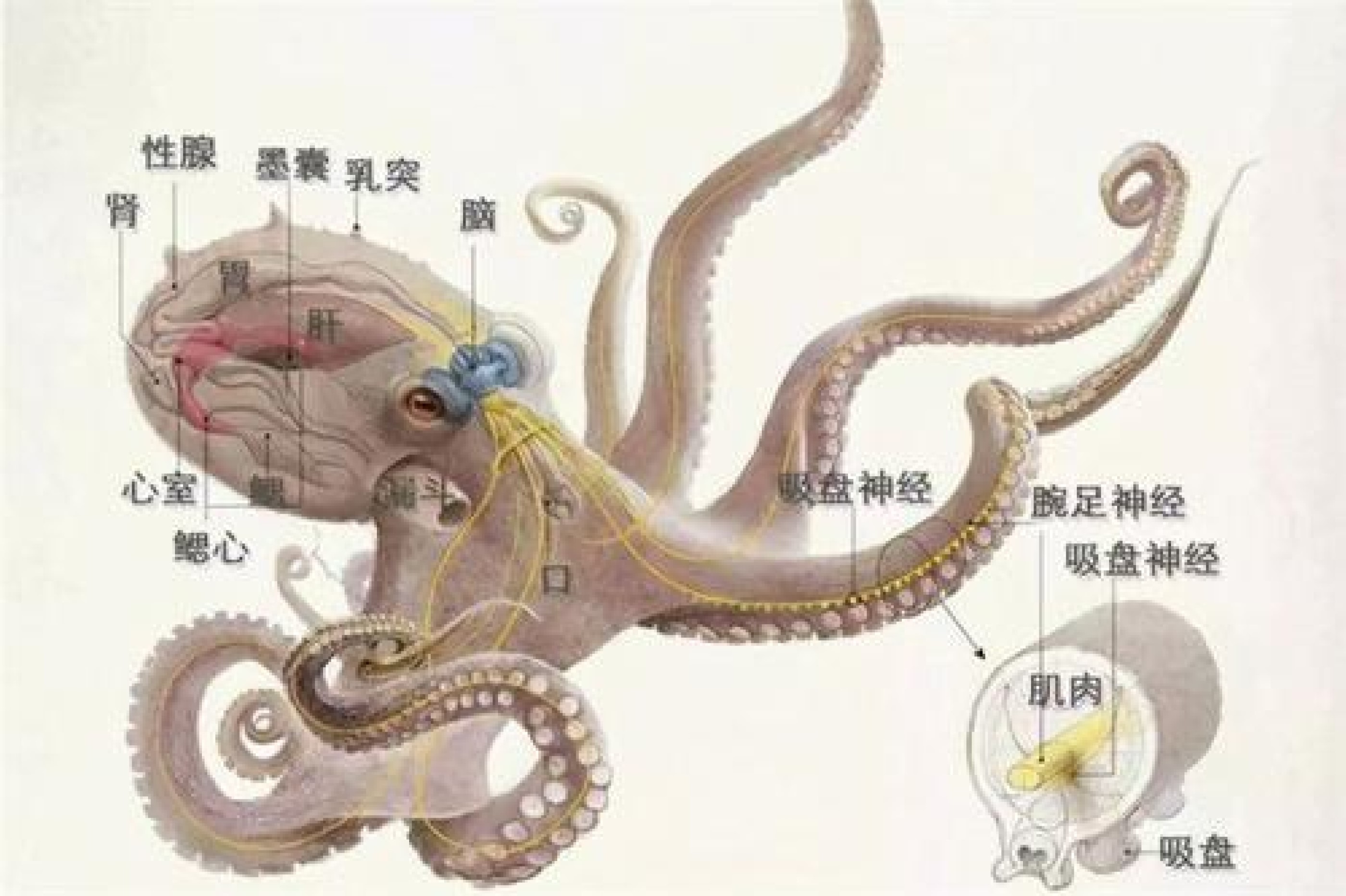 椰子章鱼图片,海底小纵队椰子章鱼,拟态章鱼的图片_大山谷图库
