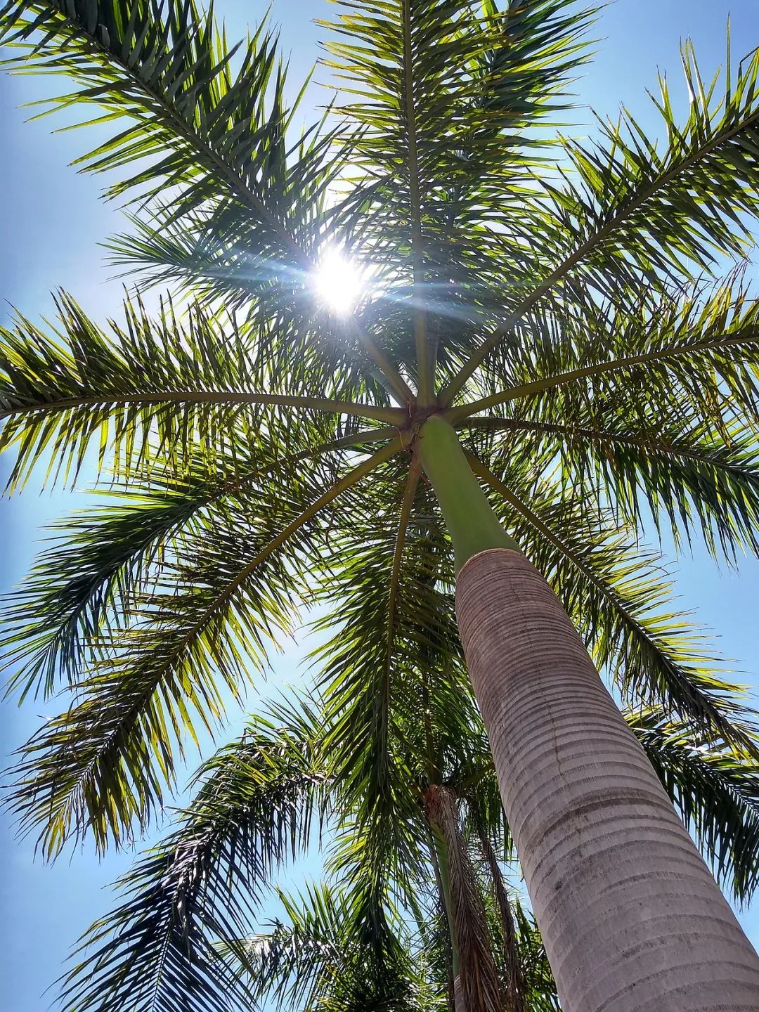棕榈树哪个品种美观,家棕榈最具观赏的品种,棕榈树品种图片名称_大山谷图库