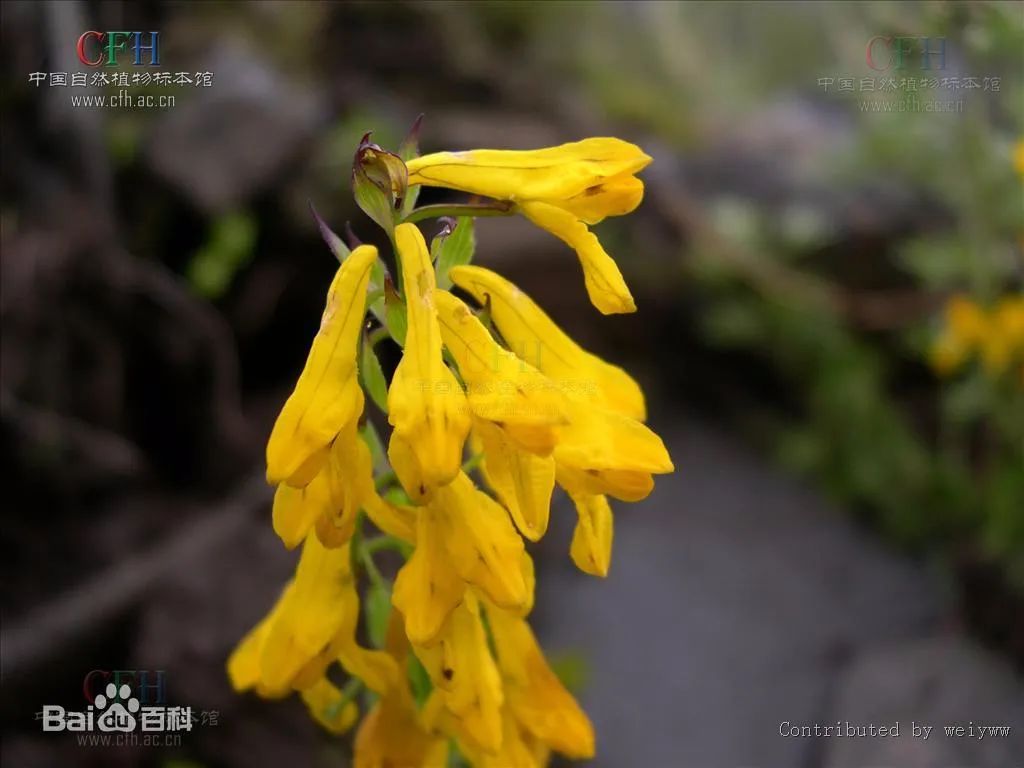 黄堇 图源见水印草乌头 图源见水印人吃了有毒,牛羊猪吃了长肉钩吻