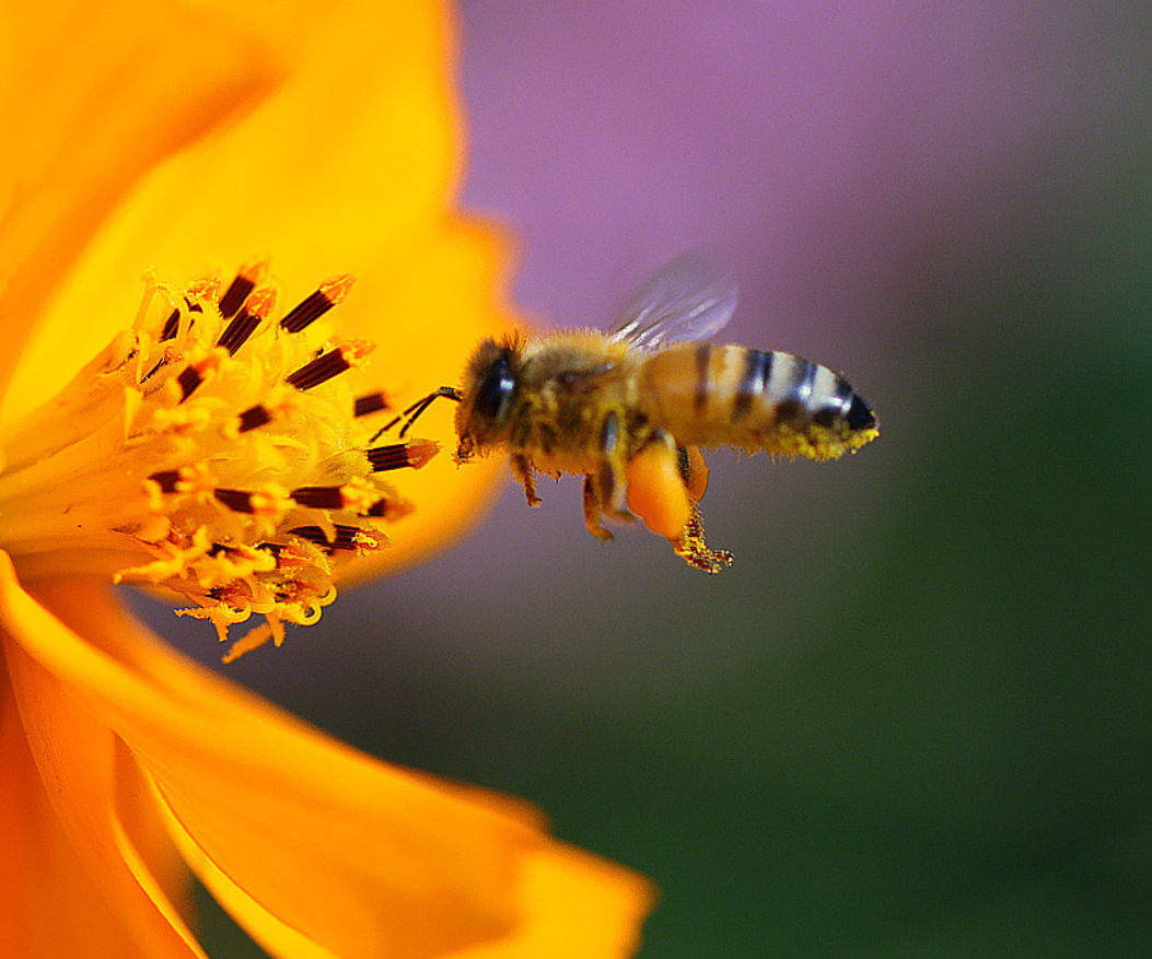 圆圆的蜜蜂,蜜蜂采蜜_大山谷图库