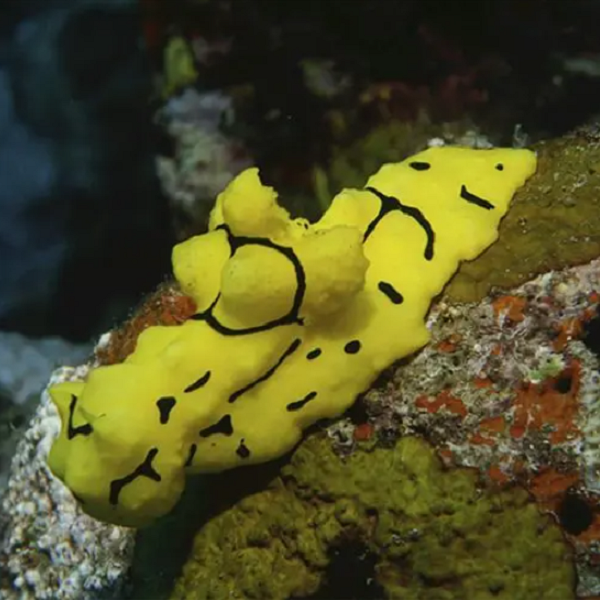 海蛞蝓:多姿多彩的精灵