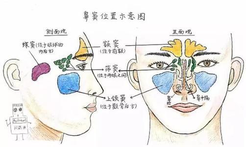 前组筛窦和后组筛窦图图片