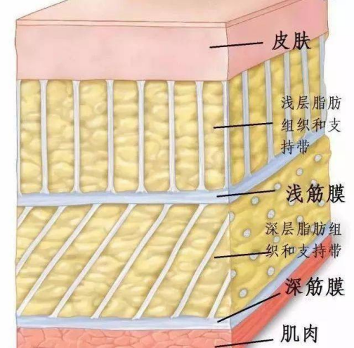 皮肤筋膜层次在哪一层图片