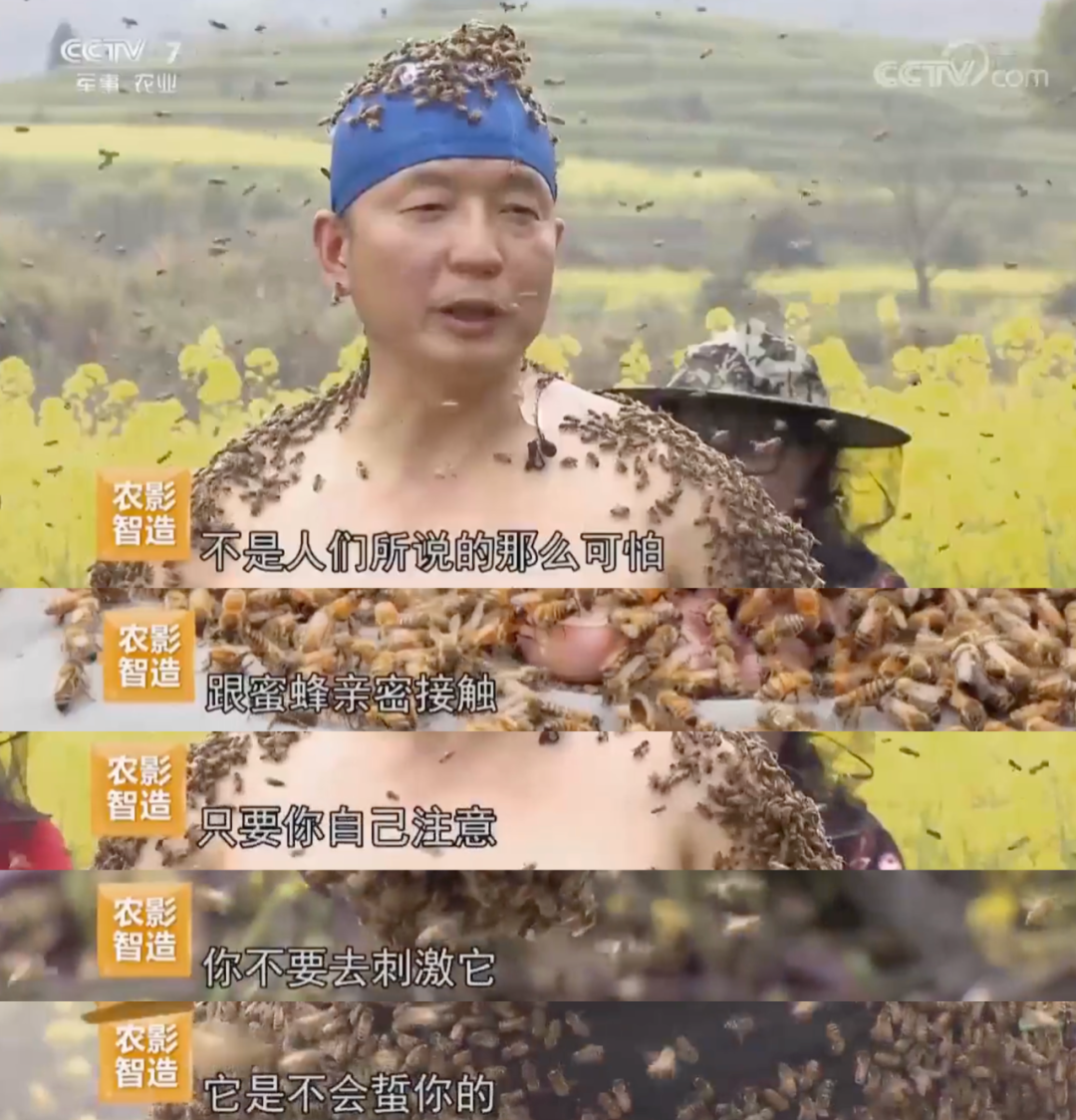 30年养蜂人60次试验后挑战全身覆盖百万只蜜蜂，一起来看结果-搜狐大视野-搜狐新闻