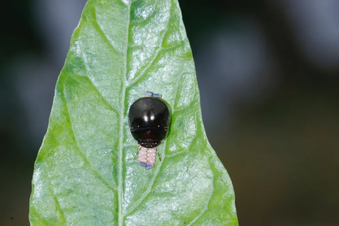 斑足平龟蝽brachyplatys punctipes属于半翅目龟蝽科,在我国分布于