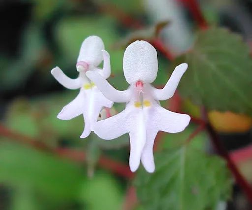comimpatiens bequaertii是凤仙花属派出的体操参赛运动员,白裙翩跹