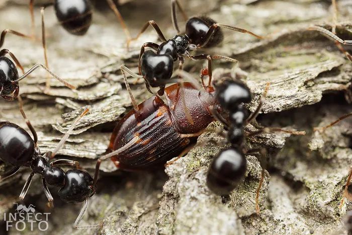 来源:见水印迁宽露尾甲amphotis marginata 经常在亮毛蚁lasius